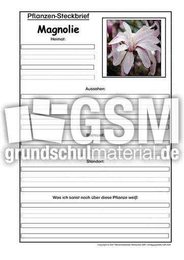 Pflanzensteckbrief-Magnolie.pdf
